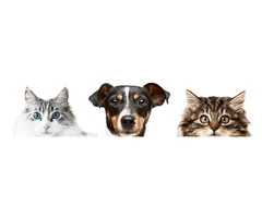 Comprehensive Pet Care at Your Local Melbourne Vet Clinic