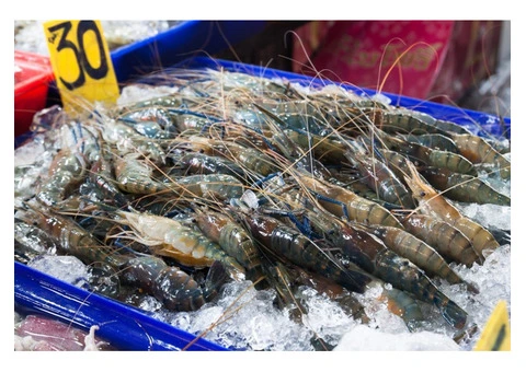 Live Abalone Transport in Canberra | Proworld Logistics Experts