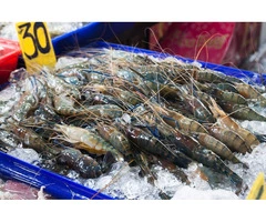 Live Abalone Transport in Canberra | Proworld Logistics Experts