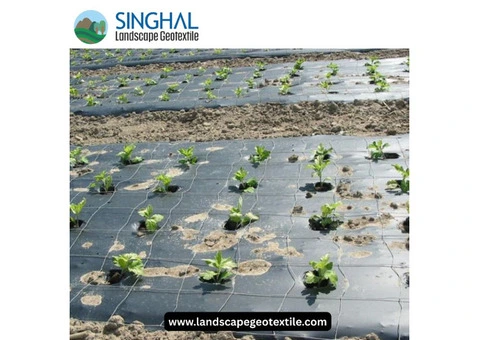 Multipurpose Mulch Film for Modern Agricultural Solutions