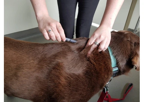 Reserve Your Cat Vaccination Appointment Today