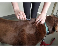 Reserve Your Cat Vaccination Appointment Today