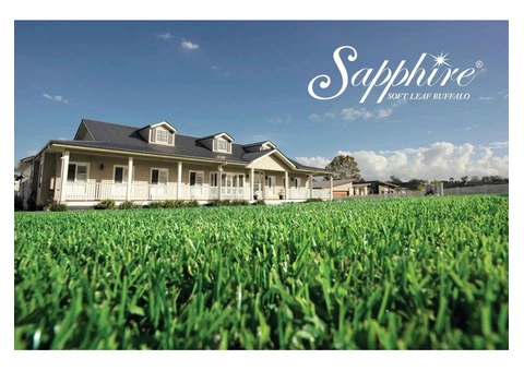 Choose Hardy Buffalo Turf Grown Right in Freemans Reach