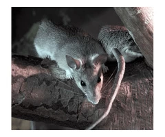 Building and pest inspection Perth - Chambers Pest Solutions