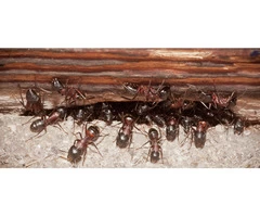 Impressive Pest Control Melbourne