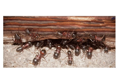 Female Choice Pest Control Melbourne