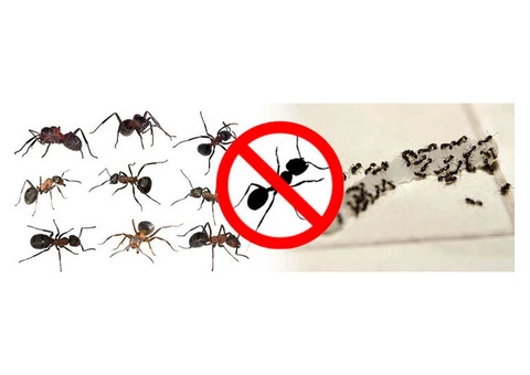 Female Choice Pest Control Melbourne - 2/2