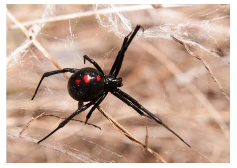 Panther Pest Control Melbourne - 5/5