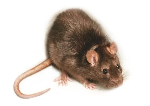 Rodent Pest Control Melbourne