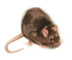 Rodent Pest Control Melbourne