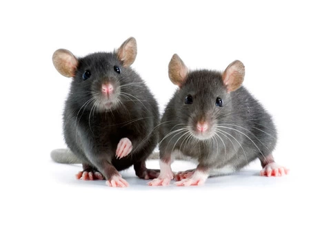 Rodent Pest Control Melbourne - 2/2