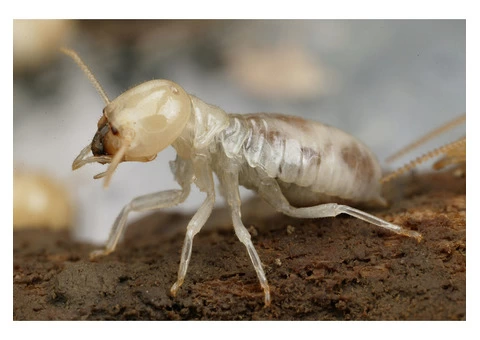 Termite Control Melbourne - 1/4