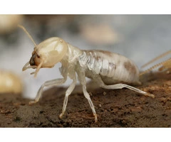 Termite Control Melbourne