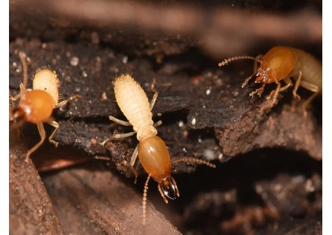 Termite Control Melbourne - 2/4