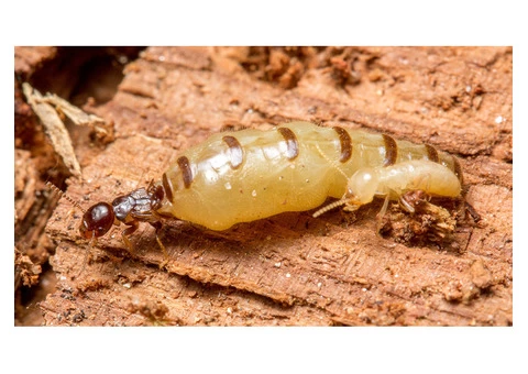 Termite Control Melbourne - 3/4