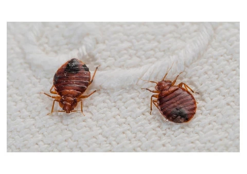 Commercial Pest Control Service Brisbane - 1/4