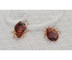 Commercial Pest Control Service Brisbane