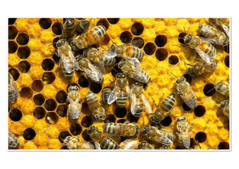 Commercial Pest Control Service Brisbane - 2/4