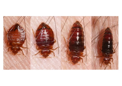 Commercial Pest Control Service Brisbane - 3/4