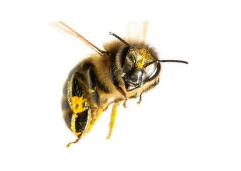 Commercial Pest Control Service Brisbane - 4/4