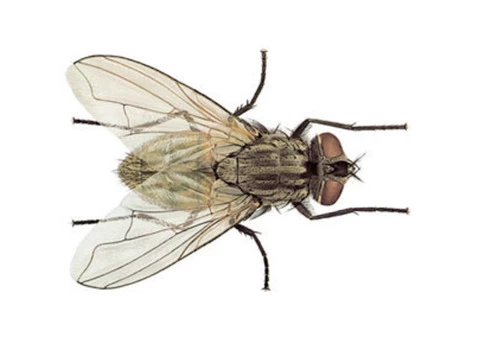 Fly Pest Control Service Melbourne