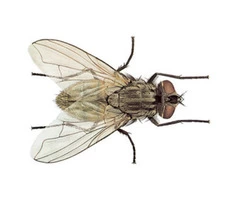Fly Pest Control Service Melbourne