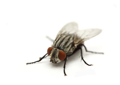 Fly Pest Control Service Melbourne - 2/2