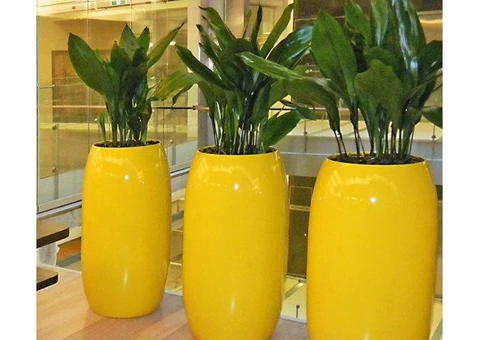 Office Plants Sydney - 1/3