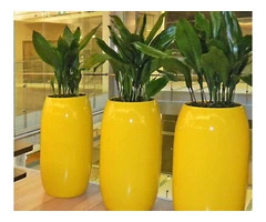 Office Plants Sydney