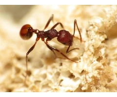 Ant Control Melbourne