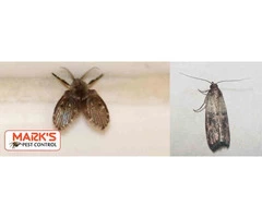 Pest Control Gungahlin