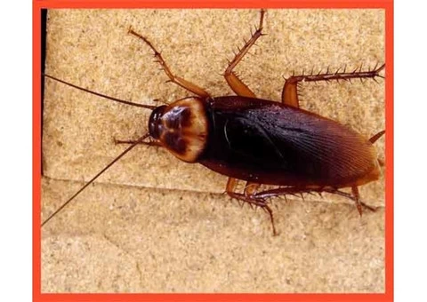 Pest Control Edgecliff