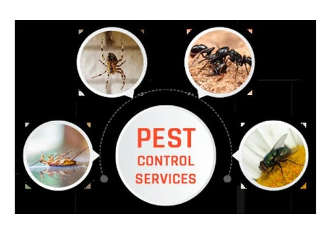 Pest Control Dover Heights
