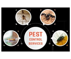 Pest Control Dover Heights
