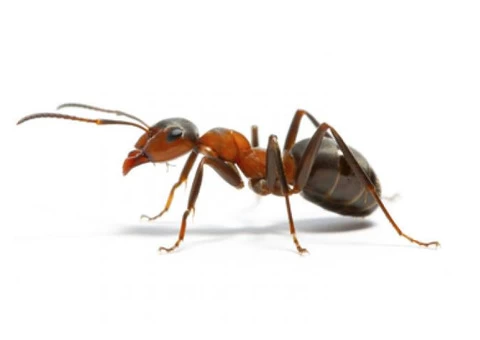 Pest Control Ballarat