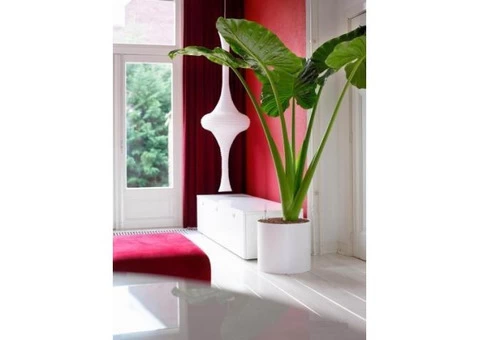 Best Plant Hire in Melbourne | Inscape Indoor Plant Hire - 1/3