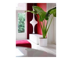 Best Plant Hire in Melbourne | Inscape Indoor Plant Hire