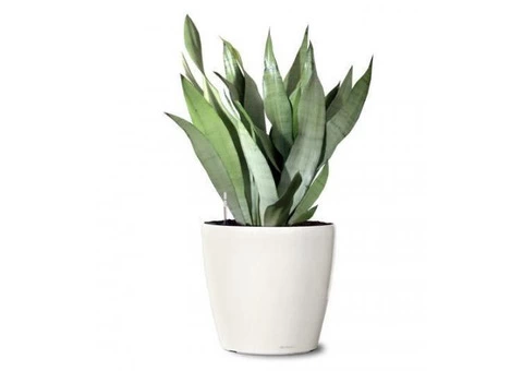 Best Plant Hire in Melbourne | Inscape Indoor Plant Hire - 2/3