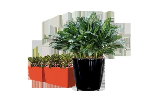 Best Plant Hire in Melbourne | Inscape Indoor Plant Hire - 3/3