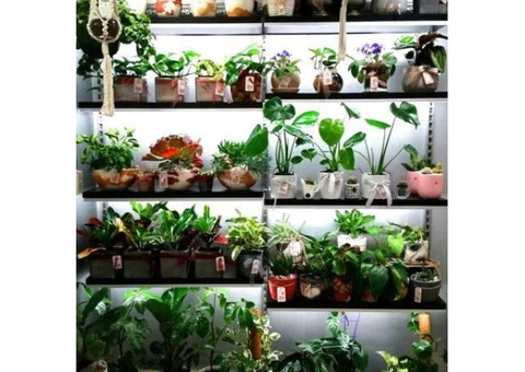 Florist In Perth WA - 4/4