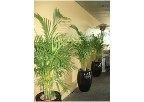 Corporate Plant Hire | Luwasa Indoor Plant Hire