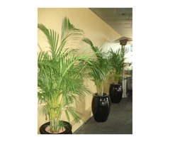Corporate Plant Hire | Luwasa Indoor Plant Hire