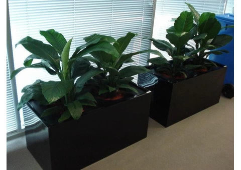 Corporate Plant Hire | Luwasa Indoor Plant Hire - 2/2