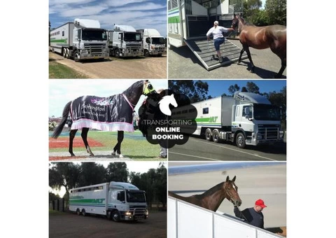 Horse Transportation Services in Australia|mltequinetransport - 1/4