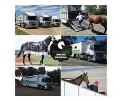 Horse Transportation Services in Australia|mltequinetransport