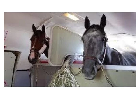 Horse Transportation Services in Australia|mltequinetransport - 2/4