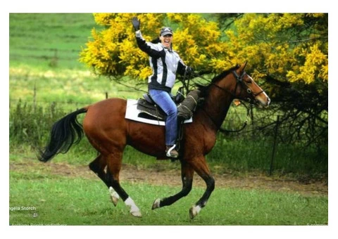 Horse Transportation Services in Australia|mltequinetransport - 4/4