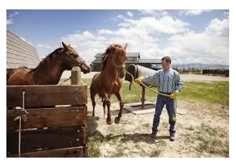 Work Horse Stud Services in Australia|mltequinetransport - 1/4