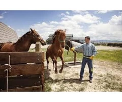 Work Horse Stud Services in Australia|mltequinetransport