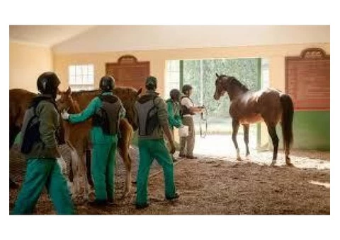 Work Horse Stud Services in Australia|mltequinetransport - 2/4